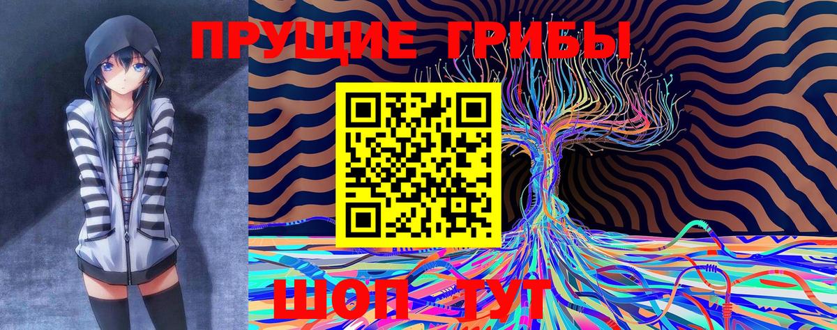 Галлюциногенные грибы Psilocybe Дербент